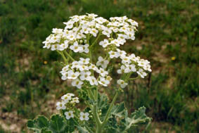 Crambe maritima